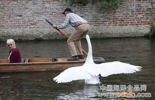 天鹅在线观看,云端共舞，探寻自然之美  第3张