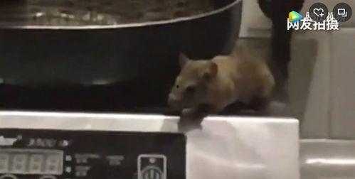 最新爆料老鼠视频,最新老鼠视频曝光，触目惊心现场直击  第2张