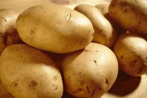 土豆豆爆料科普视频大全,揭秘生活奥秘，畅游知识海洋  第2张